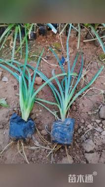 高度20厘米火炬花