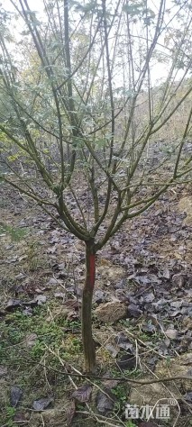 7公分鸡爪槭