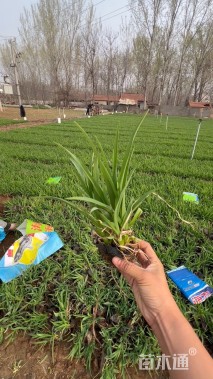 高度20厘米大花萱草