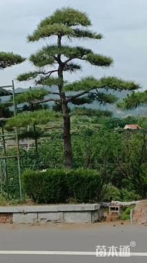高度10厘米黑松