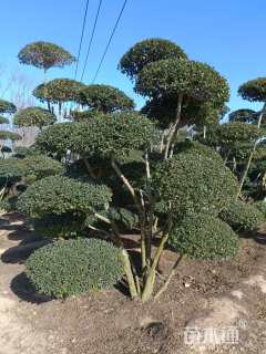 高度350厘米小叶女贞