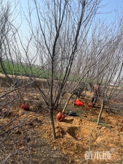 6公分紫叶李