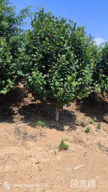 高度250厘米茶花