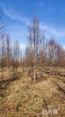 12公分彩叶豆梨