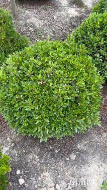 冠幅80厘米春鹃球