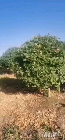 高度200厘米五角枫球