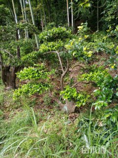 50公分小叶竹柏