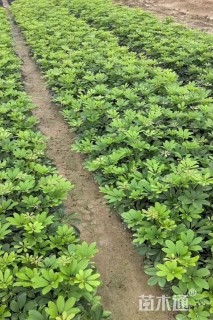 高度30厘米鸭脚木