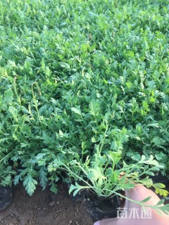 高度25厘米虞美人