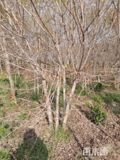 高度500厘米丛生五角枫