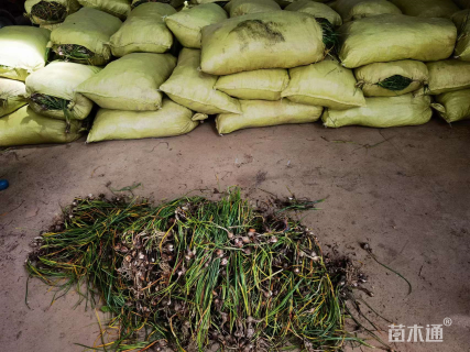 高度25厘米葱兰