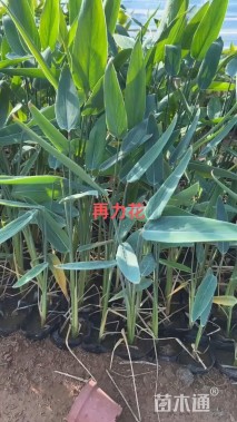 高度25厘米再力花