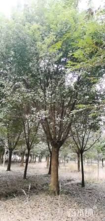 25公分香樟