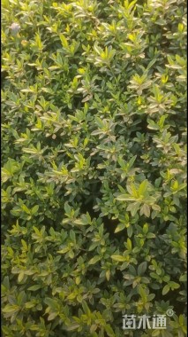 高度20厘米毛鹃