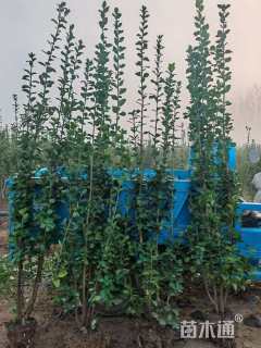 高度200厘米北海道黄杨