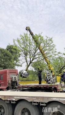 15公分丛生香橼