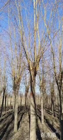 14公分金丝垂柳