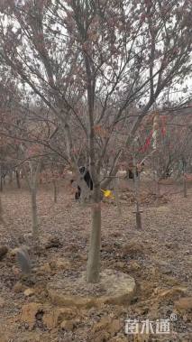 10公分日本红枫