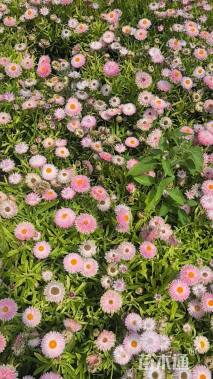 高度30厘米蜡菊