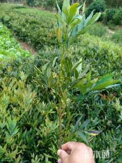 高度40厘米十大功劳