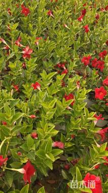 高度20厘米红车