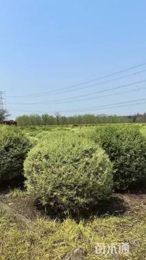 高度120厘米金姬水蜡球