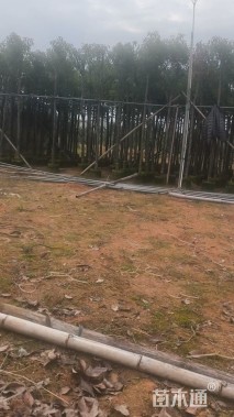 5公分香樟