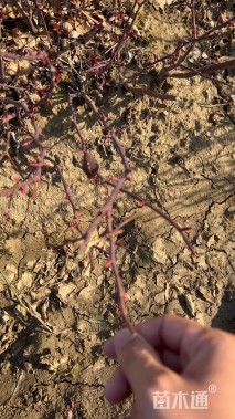 高度30厘米月季