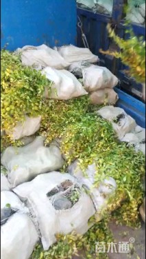 高度30厘米金叶大花六道木