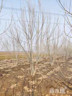 高度600厘米丛生白蜡