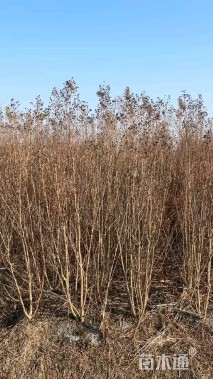 3公分红火箭紫薇