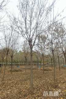 7公分绒毛白蜡