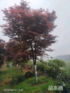 高度250厘米三季红红枫