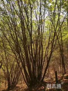 原生苗丛生白桦