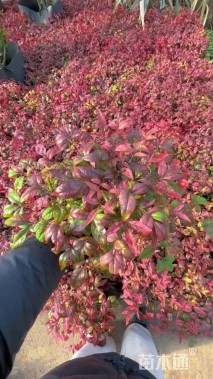 高度25厘米红天竹