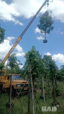 12公分澳洲火焰木