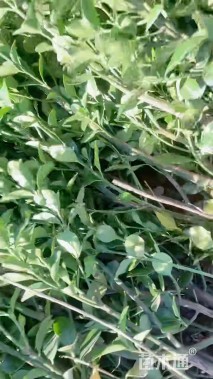 高度80厘米大叶黄杨小苗
