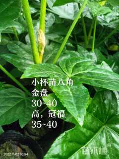 高度40厘米八角金盘
