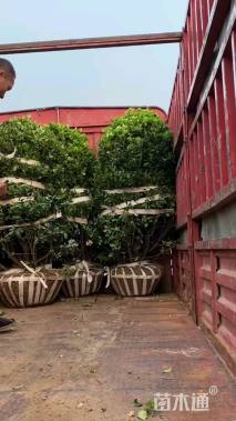 冠幅250厘米大叶黄杨球