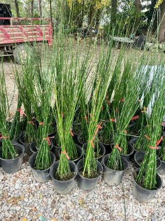 高度50厘米木贼