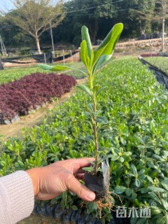 高度25厘米海桐