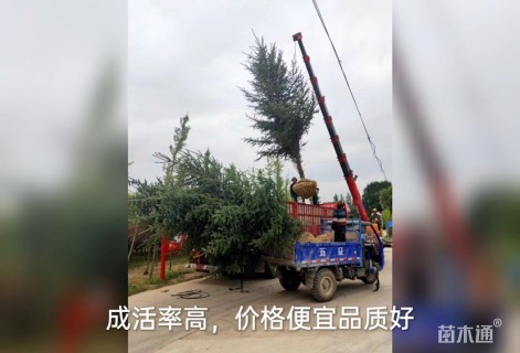 高度350厘米云杉