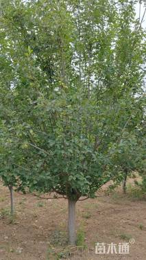 18公分北美海棠