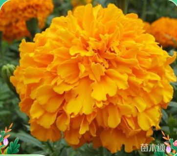 高度30厘米孔雀草