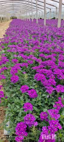 高度18厘米美女樱