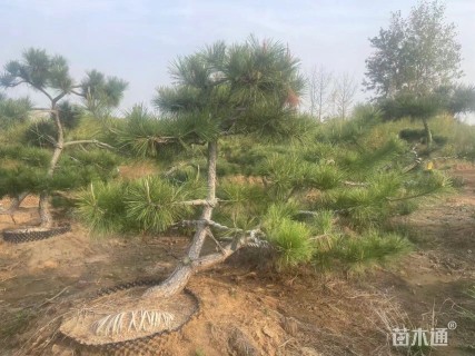 高度200.厘米黑松