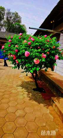 高度150厘米牡丹