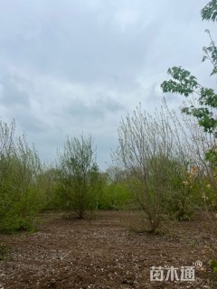 高度500厘米丛生三角枫