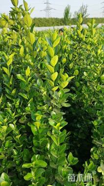 高度120厘米北海道黄杨