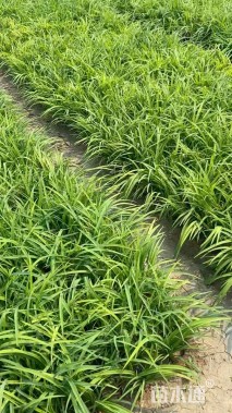 高度15厘米萱草